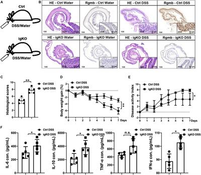 Repulsive Guidance Molecule b Deficiency Induces Gut Microbiota Dysbiosis and Increases the Susceptibility to Intestinal Inflammation in Mice